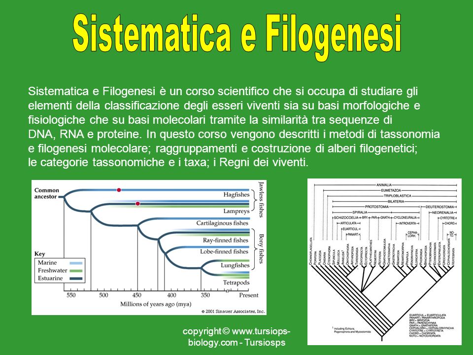 Copyright Tursiosps Ppt Scaricare